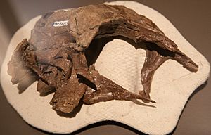 Latenivenatrix skull.jpg