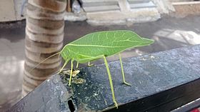 Leaf grasshopper kerala