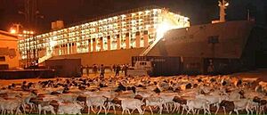 Livestock export in Somaliland