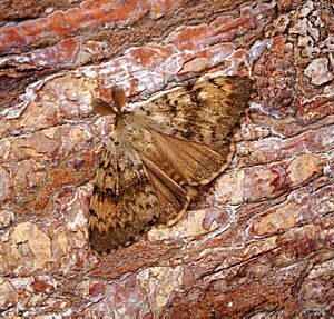 Lymantria dispar (35955436354)
