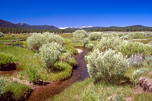 Martis Creek Wetland Project, California