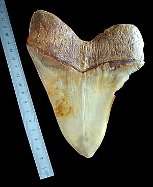 Megalodon tooth ruler