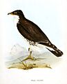 MilvagoAlbogularisGould