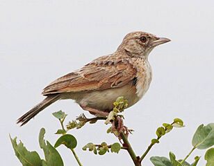 Mirafra (africana) malbranti, Birding Weto Tours, a
