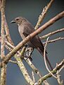 Molothrus bonariensis Chamón común Shiny Cowbird (female) (8348449535)