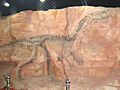 Monolophosaurus holotype at Paleozoological Museum of China
