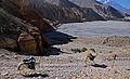 Mustang-Tsele-10-Kali Gandaki-Packpferde-2015-gje
