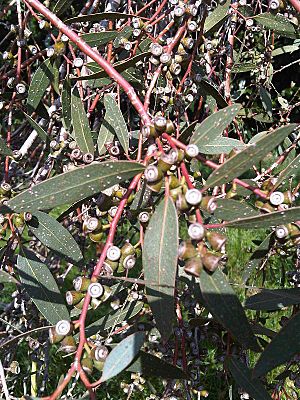 Myrtales - Eucalyptus dalrympleana 13
