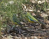 two parrots surrounded by grasses