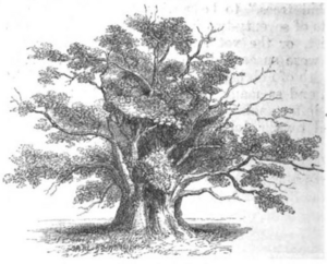 Newland oak 1858