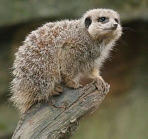 Newquay Zoo meerkat