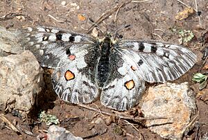 PARNASSIAN, ROCKY MOUNTAIN (Parnassius smintheus) (8-20-13) 10,500 ft, just s of elwood pass, far n-w conejos co, co -01 (9595883636)