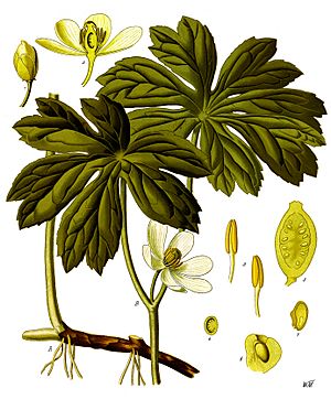 Podophyllum peltatum - Köhler–s Medizinal-Pflanzen-246.jpg
