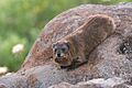 Procavia capensis syriaca, Israel