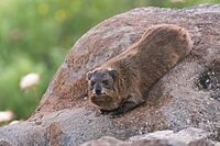 Procavia capensis syriaca, Israel