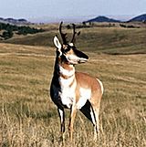 Pronghorn Wind Cave NP