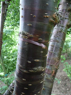 Prunus canescens trunk 01 by Line1.jpg