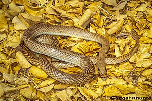 Psammophis longifrons