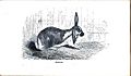 Rabbit - Half Lop Half-Lop Lop-Eared Lop Eared - 1862 London Journal of Horticulture 1024x600