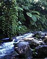 Riparian vegetation along the Río Jilamito - ZooKeys-298-077-g004A