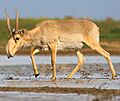 Saiga antelope at the Stepnoi Sanctuary (cropped)