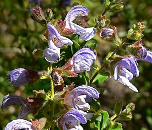 Salvia africana 1