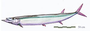 Saurodon leanusDB15