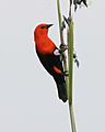Scarlet-headed blackbird (Amblyramphus holosericeus) - Flickr - Lip Kee