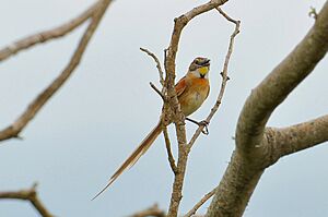 Schoeniophylax phryganophilus -Arroio Grande, Rio Grande do Sul, Brasil-8