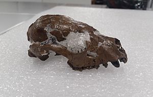 Skull of Pristinailurus bristoli