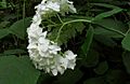 Smooth Hydrangea (Hydrangea arborescens)