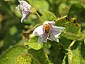 Solanum tuberosum Linzer Speise (04).jpg