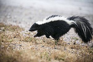 Striped skunk, close (21303507080)