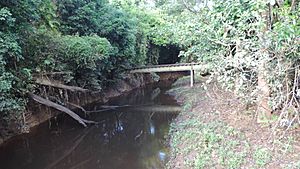 Sugarcane tramway bridge crossing the Alice River at the Eubenangee Swamp National Park, 2018 01