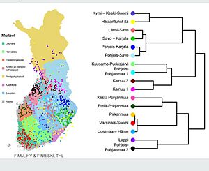 Suomen geneettinen hienorakenne ennen 1950-lukua