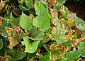 Sweet potato plant with leaf miner damage