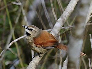 Synallaxis scutata - Ochre-cheeked Spinetail; Poções, Bahia, Brazil.jpg