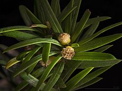 Taxus baccata MHNT flowers male