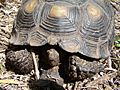 Texas Tortoise (close-up) Beeville TX June 2011