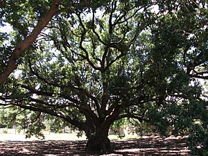The City's Historic Freedom Tree