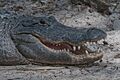 The Florida Alligator By Carole Robertson