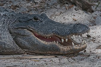 The Florida Alligator By Carole Robertson