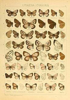 The Macrolepidoptera of the world (Taf. 83) (8145303452)