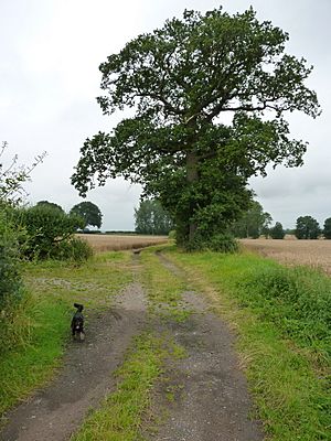 Track on the Birch Moors (geograph 3094761)