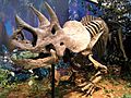 Triceratops prorsus - IMG 0697