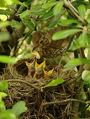 Turdus philomelos -New Zealand -nest-8 (4)