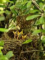 Turdus philomelos -New Zealand -nest-8 (4)