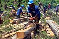 Turning palm trees felled by Typhoon Haiyan into timber for reconstruction (13957580749)