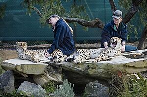 Two zookeepers with two cheetahs, Auckland zoo - 0501