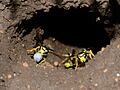 Vespula germanica nest 1